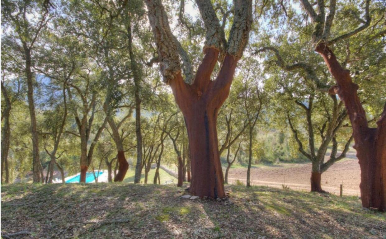 Gites Carbuccia En Corse Avec Piscine Chauffee エクステリア 写真